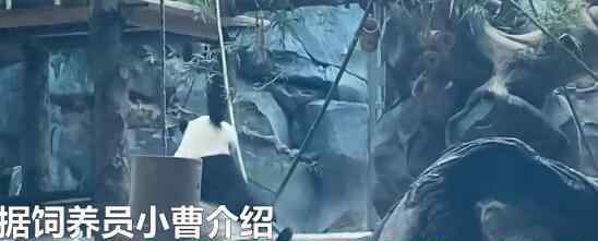 動物園為熊貓舉辦成熊禮 熊貓蛋糕是怎么樣的