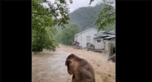 武夷山暴雨中猴子蹲橋上避險！具體是怎么回事？詳細過程讓你苦笑不得！