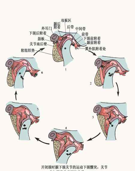 顳頜關(guān)節(jié)紊亂臉歪圖片 嚼東西疼痛，大小臉，面部不對稱？你是顳頜關(guān)節(jié)紊亂了