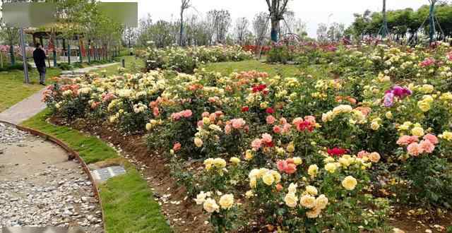 石竹新花園 坐標(biāo)城南！阜陽(yáng)即將新添一處“后花園”