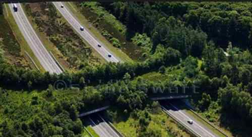 巴西為野生動物安全過馬路 建設(shè)過街天橋