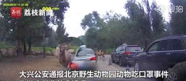 警方通報(bào)北京野生動(dòng)物園動(dòng)物吃口罩 游客并非故意投喂