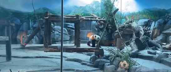 動物園為熊貓舉辦成熊禮 熊貓蛋糕是怎么樣的