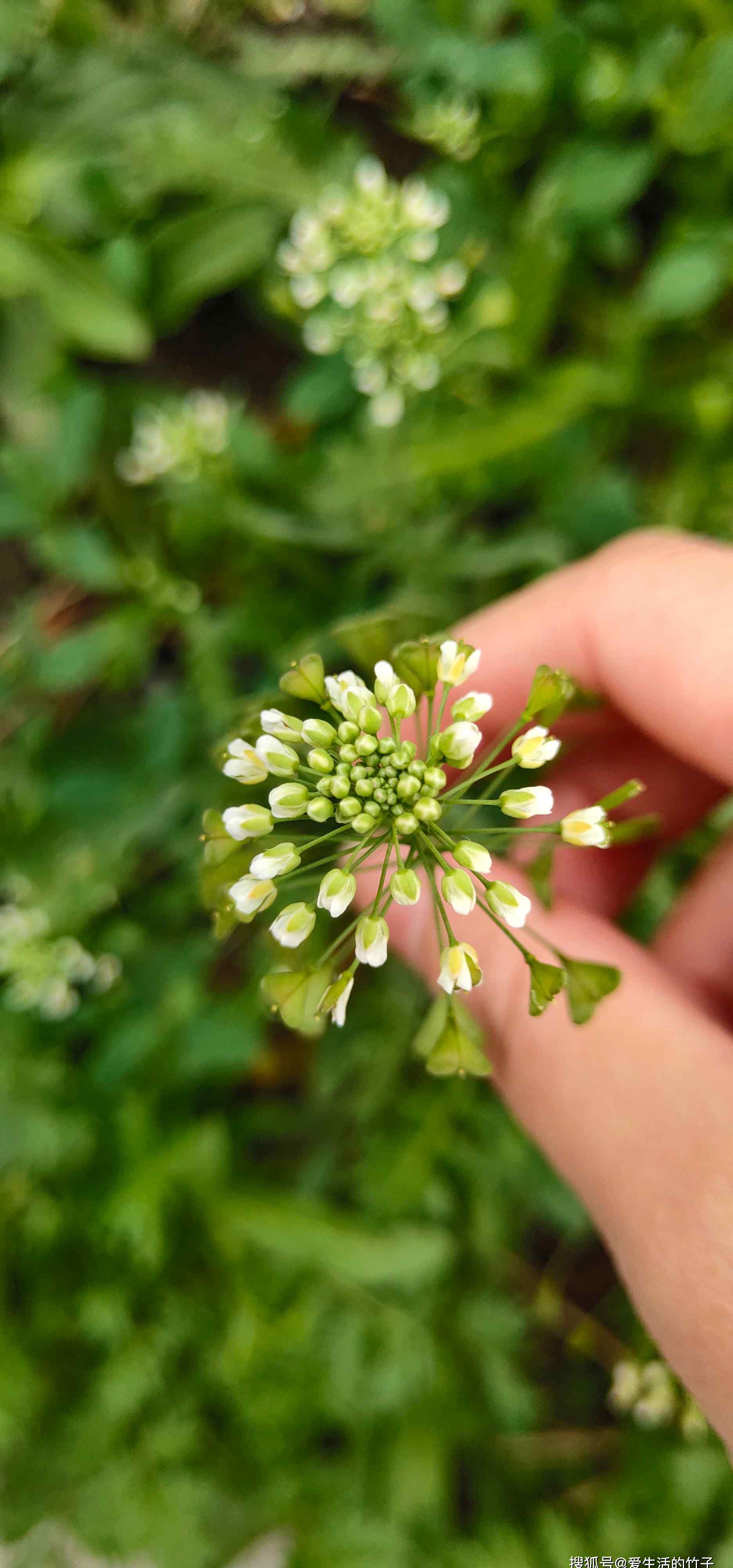 孕婦能吃薺菜嗎 薺菜：春天最常吃的野菜，但是準(zhǔn)媽媽們要注意了，不能吃！