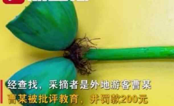 南京玄武湖并蒂蓮被游客摘下 并蒂蓮有多罕見