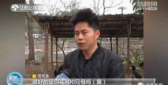 江西一男子網(wǎng)購300只母雞苗 幾個(gè)月后傻眼了：全是公雞？