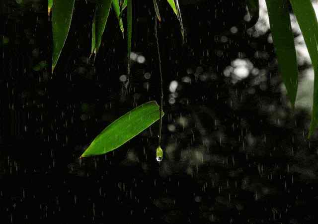 溪上遇雨其二 高樓目盡欲黃昏，梧桐葉上蕭蕭雨