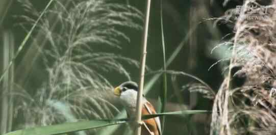 河北武強發(fā)現(xiàn)震旦鴉雀 此鳥乃鳥中大熊貓