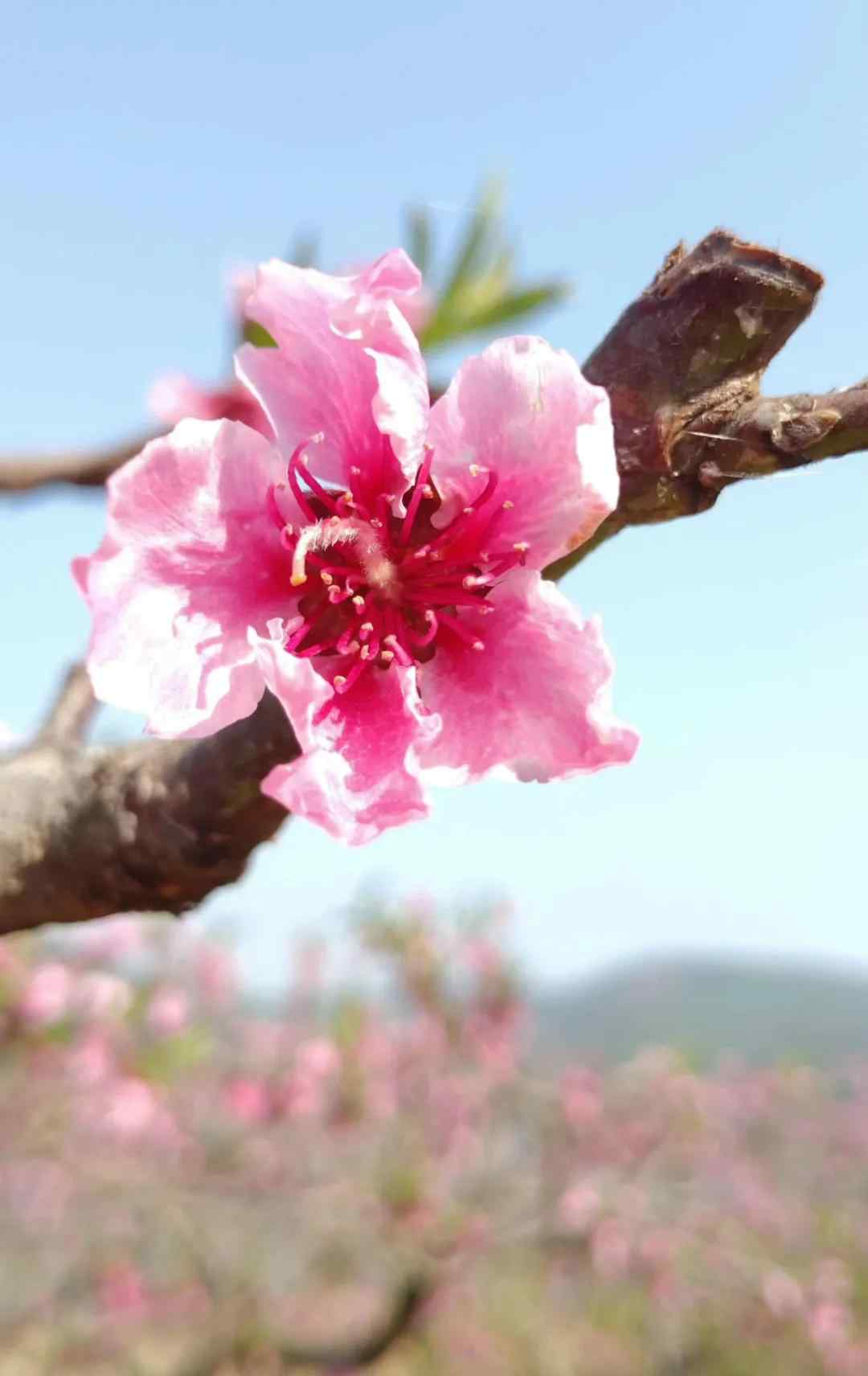 什么樣的桃花 什么樣的八字帶桃花，桃花的一般看法