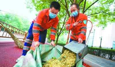 槐樹花圖片 圖新聞