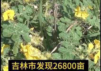 吉林現(xiàn)26800畝外來(lái)入侵物種 入侵物種叫什么有什么危害