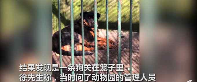 四川一動物園用金毛犬冒充非洲獅 網(wǎng)友：傳說中的“金毛獅王”？