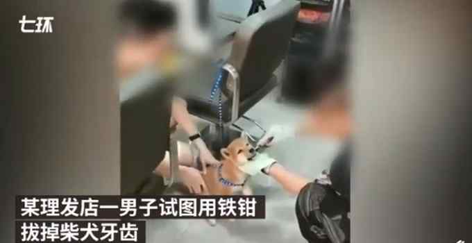 男子用鐵鉗拔柴犬牙被民警帶走！自稱狗咬人剪掉尖牙 網(wǎng)友：太殘忍