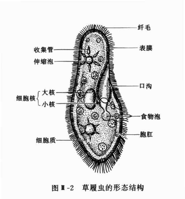 草履蟲 【初中生物】草履蟲問題易錯(cuò)點(diǎn)總結(jié)