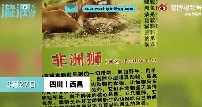 游客在動(dòng)物園獅籠舍發(fā)現(xiàn)金毛犬 無(wú)奈表示沒(méi)法和孩子解釋 園方回應(yīng)了！