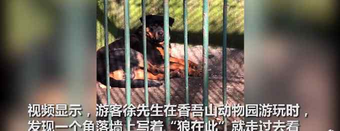 四川一動物園用金毛犬冒充非洲獅 網(wǎng)友：傳說中的“金毛獅王”？