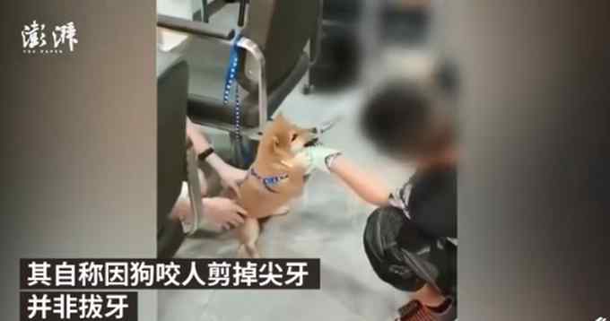 男子用鐵鉗拔柴犬牙被民警帶走！自稱狗咬人剪掉尖牙 網(wǎng)友：太殘忍