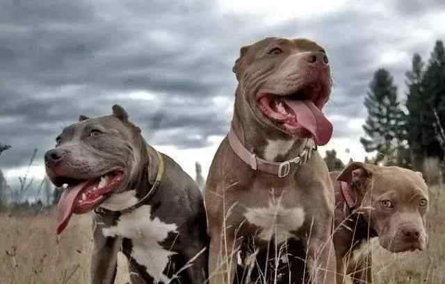 十大咬合力最強(qiáng)的狗 世界十大猛犬咬合力排名，斗犬之王的比特竟然排第八，誰會是第一？