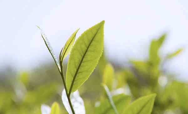 霸占你的美 茶,我要霸占你的美