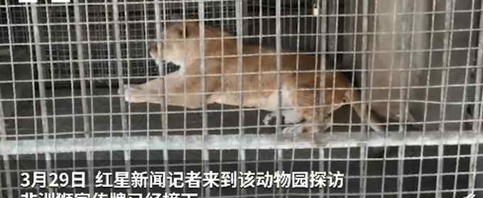 男子在動物園獅籠里發(fā)現(xiàn)金毛 到底怎么一回事?始末回顧