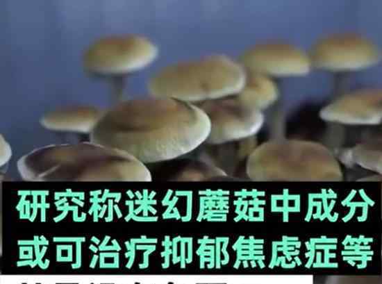 神奇蘑菇緩解抑郁是真的嗎神奇蘑菇是什么