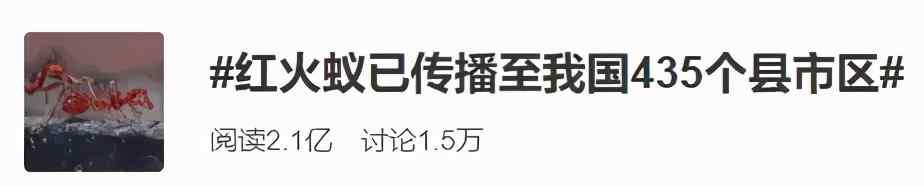 “無敵外來物種”紅火蟻入侵！已傳播至我國12省份 被咬一口嚴(yán)重可致命