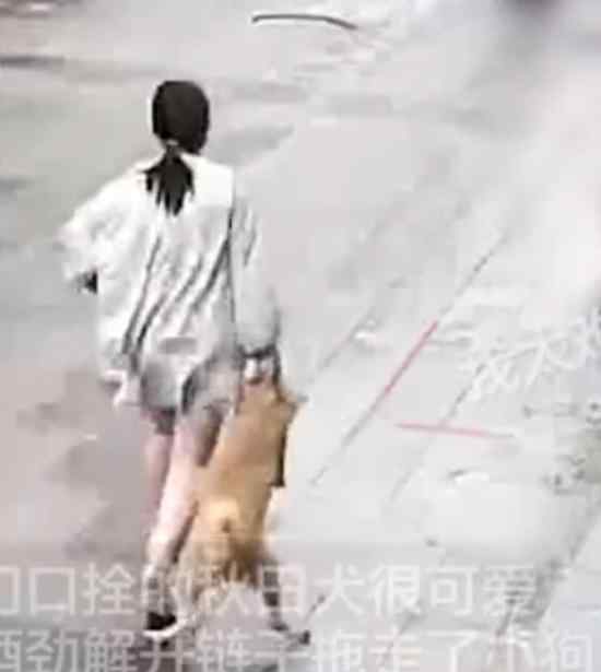 秋田犬因太可愛被當(dāng)街提走 具體情況是怎樣的