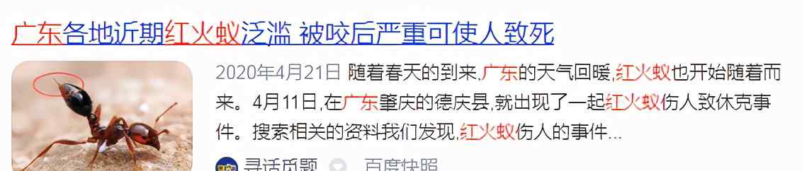 “無敵外來物種”紅火蟻入侵！已傳播至我國12省份 被咬一口嚴(yán)重可致命