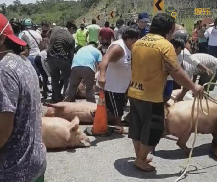  墨西哥運豬車側(cè)翻20噸活豬遭村民瘋搶 肥壯大豬被哄搶而光