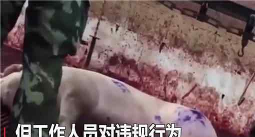 肉聯(lián)廠洗白病死豬是什么情況病死豬對人體有什么危害