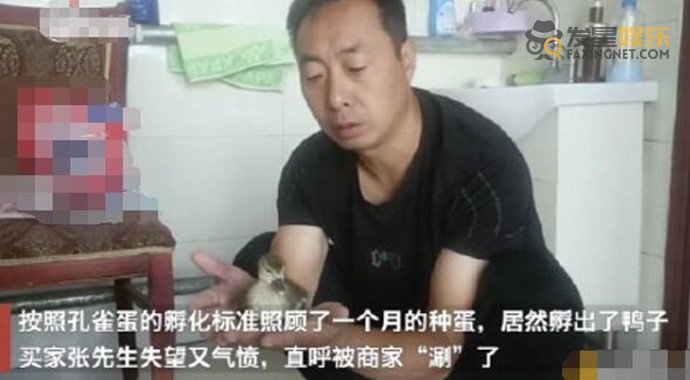 男子 男子網(wǎng)購(gòu)孔雀蛋孵出鴨子 事情前因后果曝光使人哭笑不得