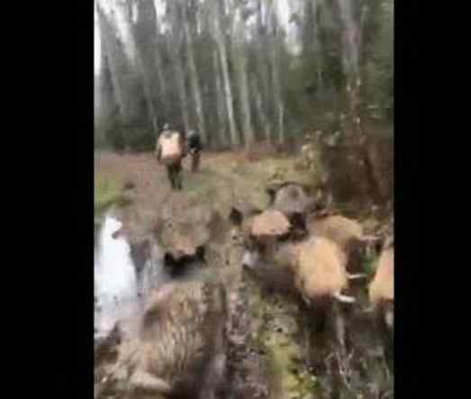 野豬倒追獵人走紅 野豬是怎么倒追獵人違背自然規(guī)律