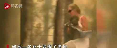 小考拉爬過燃燒森林被人類救助 具體是什么情況