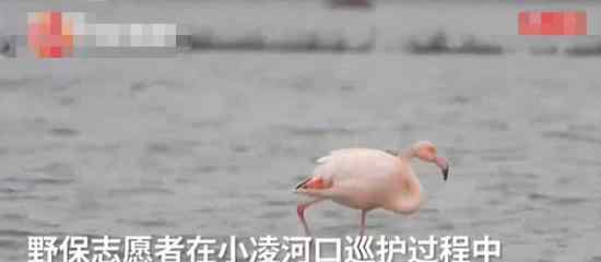 火烈鳥可能迷路了 火烈鳥智商不高火烈鳥資料介紹