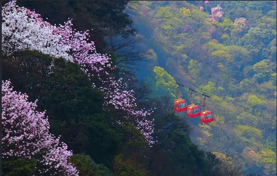 重慶回贈韓國釜山6萬只口罩 重慶回贈韓國釜山6萬只口罩