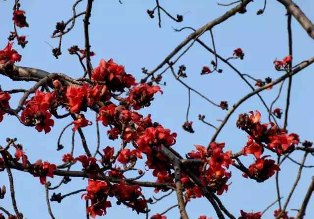 紅棉花瓣 紅棉開，春暖來