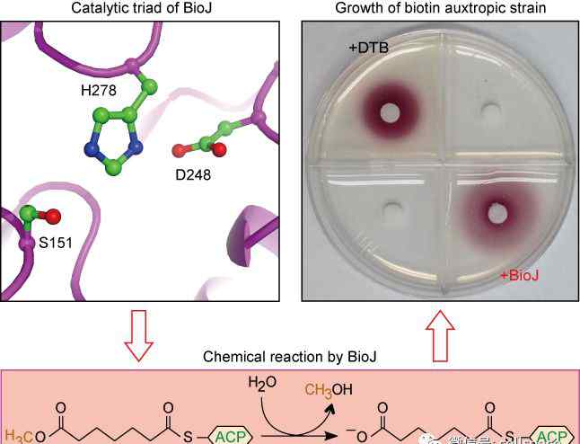 biotin 馮友軍課題組在生物素代謝研究中取得新進展