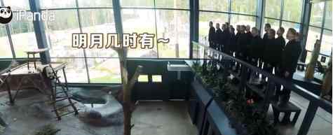 芬蘭動物園給熊貓過中秋 誰給熊貓過中秋什么情況