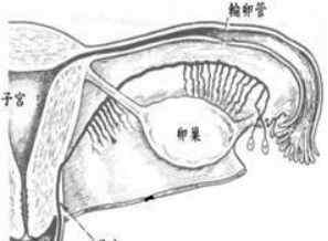 卵泡多大成熟 卵子多大才算成熟而排出的呢？