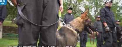 首只警用克隆犬 昆勛是一只怎樣的狗狗具體什么情況