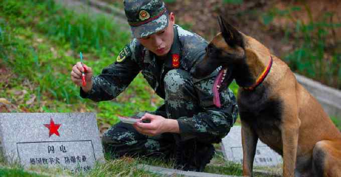 訓(xùn)導(dǎo)員帶軍犬祭奠無言戰(zhàn)友 看哭網(wǎng)友：軍犬也是英雄 致敬！