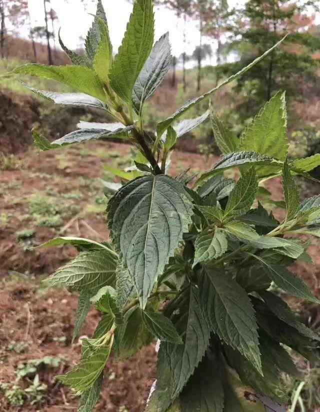 溪黃草圖片 這里的溪黃草被列入為國(guó)家地理標(biāo)志產(chǎn)品保護(hù)，憑什么？