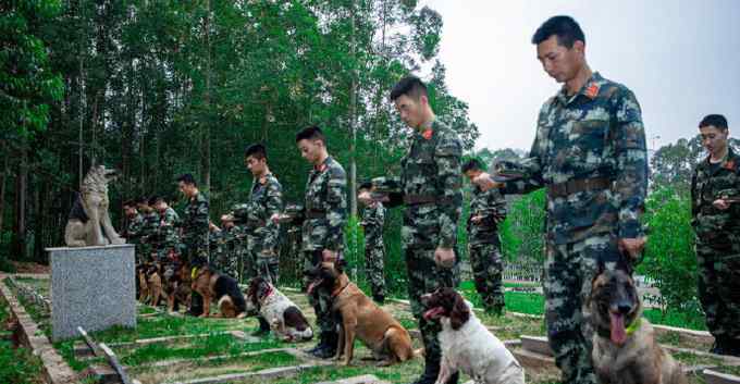 訓(xùn)導(dǎo)員帶軍犬祭奠無言戰(zhàn)友 看哭網(wǎng)友：軍犬也是英雄 致敬！