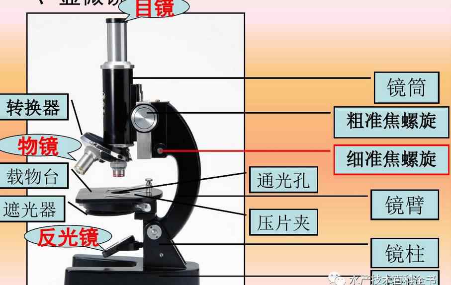 使用顯微鏡的7個步驟 光學顯微鏡使用方法（干貨）