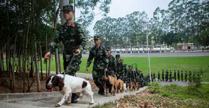 訓(xùn)導(dǎo)員帶軍犬祭奠無言戰(zhàn)友 看哭網(wǎng)友：軍犬也是英雄 致敬！