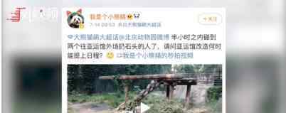 北京動物園熊貓被砸是怎么回事?動物園方面回應(yīng)了嗎?