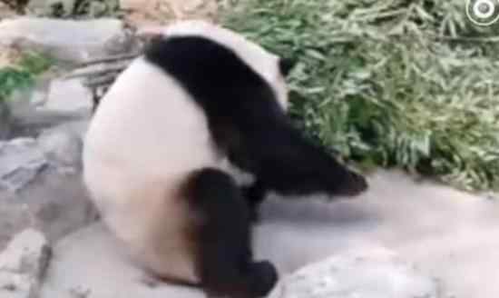 北京動物園回應(yīng)游客砸熊貓 熊貓情況如何?