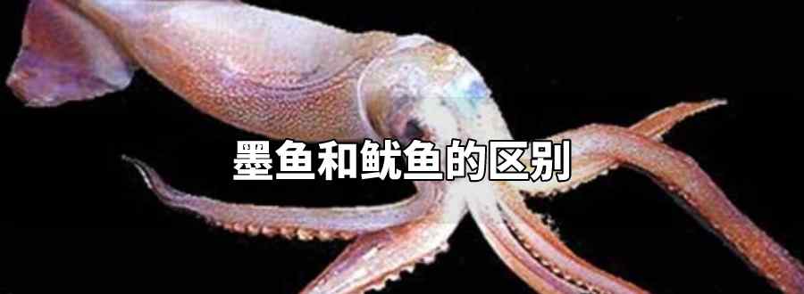 墨魚(yú)和魷魚(yú)的區(qū)別