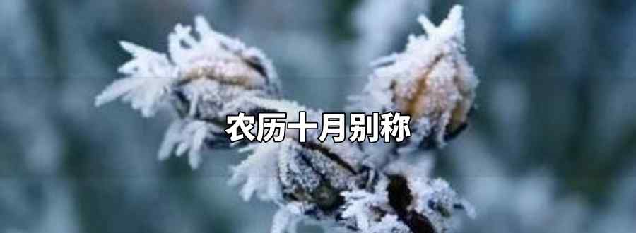 農(nóng)歷十月別稱