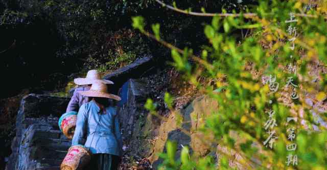 蘇州洞庭山碧螺春 在蘇州的春天里，等一杯明前洞庭山碧螺春